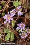 Synthyris missurica
