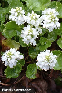 Synthyris missurica 'Alba'
