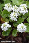 Synthyris missurica 'Alba'