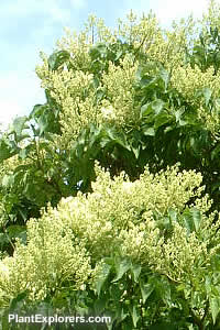 Syringa emodi