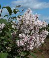 Syringa yunnanensis