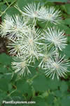 Thalictrum aquilegifolium 'blanc'