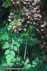 Thalictrum delavayi
