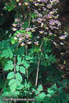Thalictrum delavayi