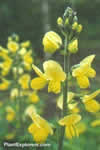 Thermopsis villosa