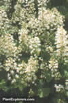 Tiarella cordifolia