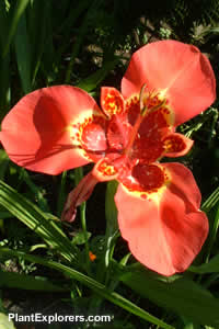 Tigridia pavonia