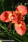 Tigridia pavonia