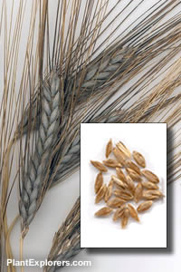 Wheat 'Utrecht Blauw'