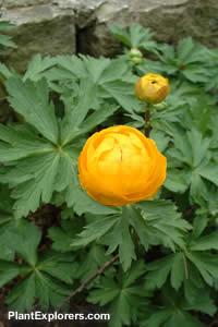 Trollius &times; cultorum
