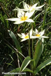 Tulipa turkestanica