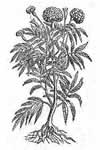 Tagetes erecta 'jaune'