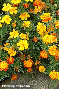 Tagetes patula