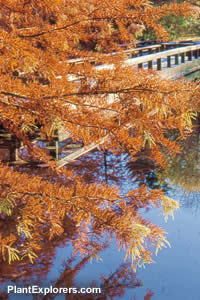 Taxodium distichum