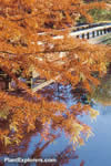 Taxodium distichum