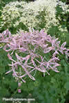 Thalictrum aquilegifolium