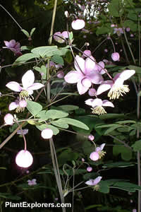 Thalictrum delavayi