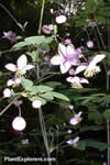 Thalictrum delavayi