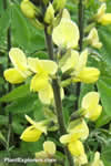 Thermopsis villosa