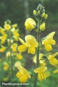 Thermopsis lanceolata