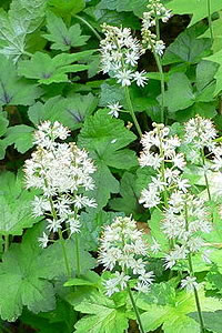 Tiarella cordifolia