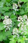 Tiarella cordifolia