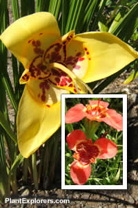 Tigridia pavonia mix