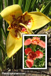 Tigridia pavonia mix 'm�lange'