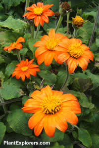 Tithonia rotundifolia