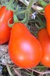 Tomato 'Red Fig'