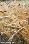 Bl&eacute; 'Einkorn'