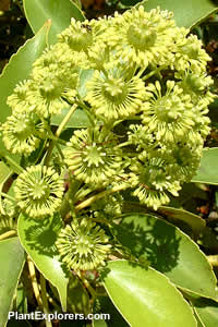 Trochodendron aralioides