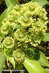 Trochodendron aralioides