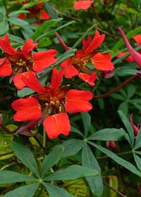 Tropaeolum speciosum