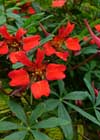 Tropaeolum speciosum