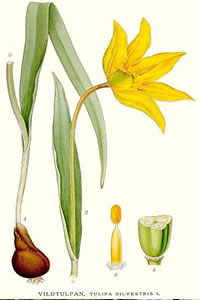 Tulipa sylvestris