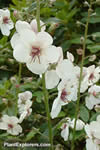 Verbascum blattaria f. albiflorum