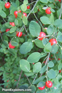 Vaccinium parvifolium