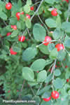 Vaccinium parvifolium