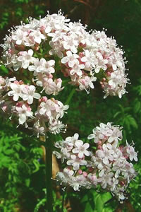 Valeriana officinalis