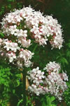 Valeriana officinalis