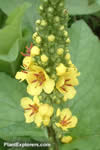 Verbascum chaixii
