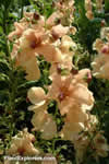 Verbascum phoeniceum