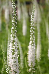 Veronica longifolia 'Alba'