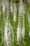 Veronica longifolia 'Alba'