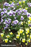Viola cornuta
