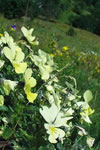 Viola lutea