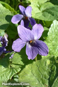Viola odorata