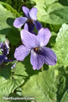 Viola odorata