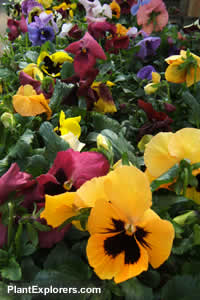 Viola &times; wittrockiana